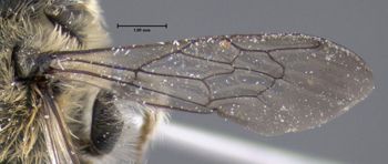 Media type: image;   Entomology 610891 Aspect: front wing